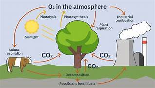 How Does Deforestation Contribute to Climate Change?