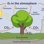 Understanding the Connection Between Deforestation and Climate Change