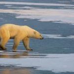 Evaluating the Implications of Global Warming on Arctic Wildlife