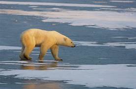 Evaluating the Implications of Global Warming on Arctic Wildlife