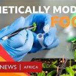 Can Genetic Food Modification Technology Solve the World Hunger Problem?