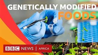 Can Genetic Food Modification Technology Solve the World Hunger Problem?